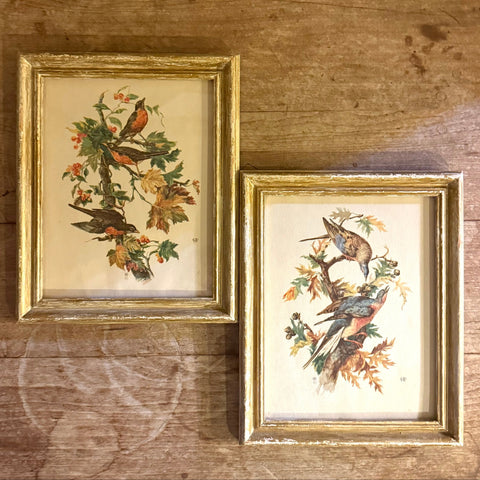 Framed Set of Bird/Botanical Scene